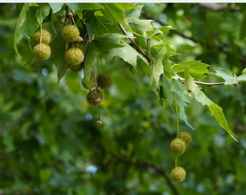 Platan klonolistny (Platanus hispanica)