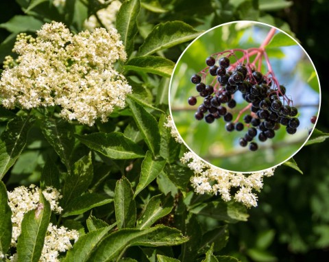 Bez czarny (Sambucus nigra)