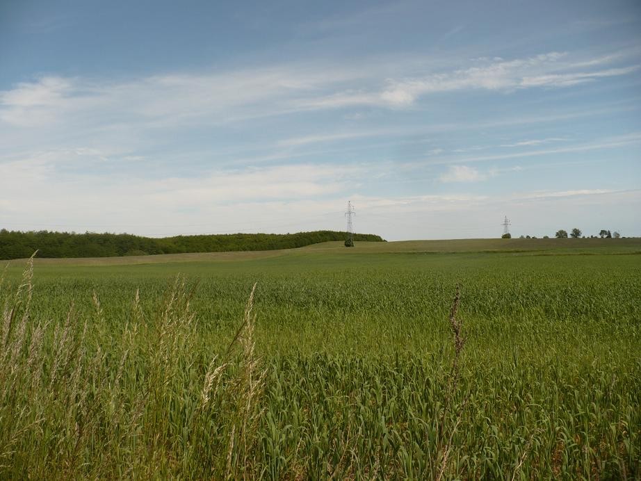 Pozostałe, Czerwcowe klimaty ......... - .............i pola.............