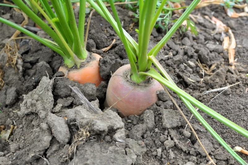 dlaczego marchew jest zielona od góry