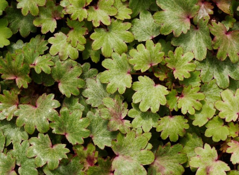 Liście skalnicy zarzyczkolistnej są równie atrakcyjne co jej kwiaty.