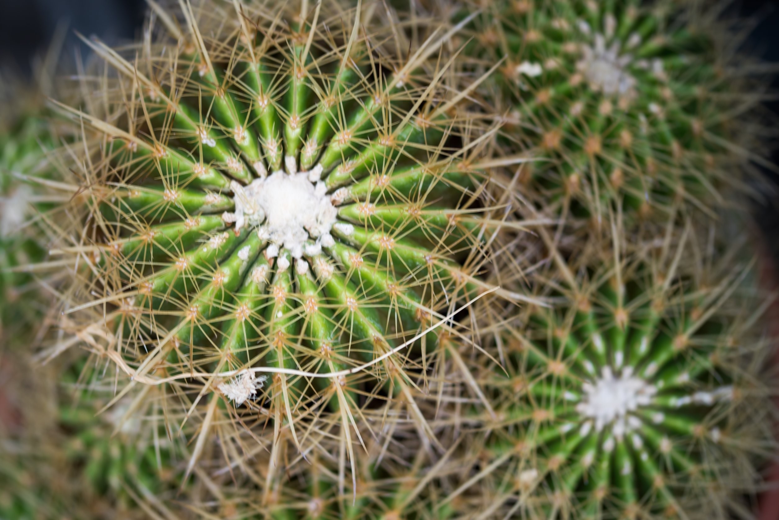 Echinocactus grusonii