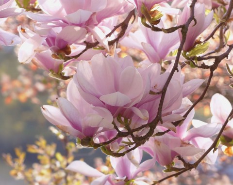 Dlaczego liście magnolii brązowieją? Działaj szybko, bo wiosną nie zakwitnie