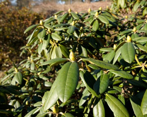 Jak przygotować rododendrony do sezonu? Odżywianie krzewów zacznij już w lutym