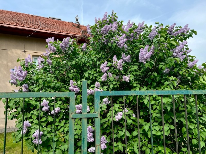 żywopłot z lilaka pospolitego