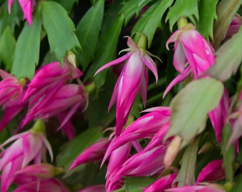 Grudnik w rozmiarze XXL. Prosta technika, która sprawia, że ma więcej liści i obficiej kwitnie