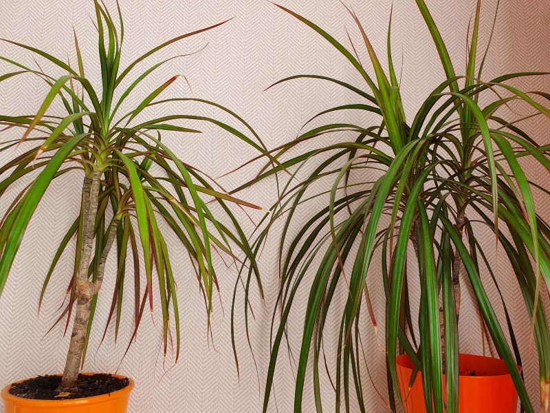 nawóz na suche końcówki draceny