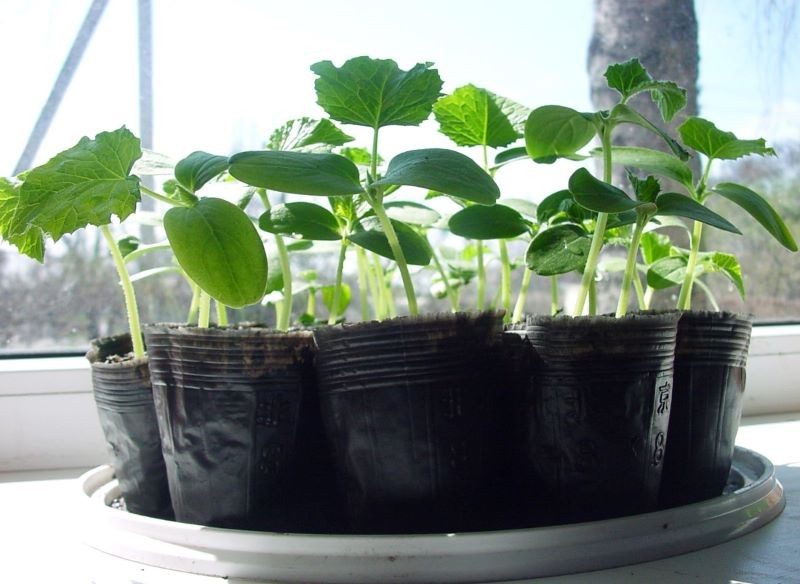 O rozsadę ogórków trzeba się odpowiednio zatroszczyć.