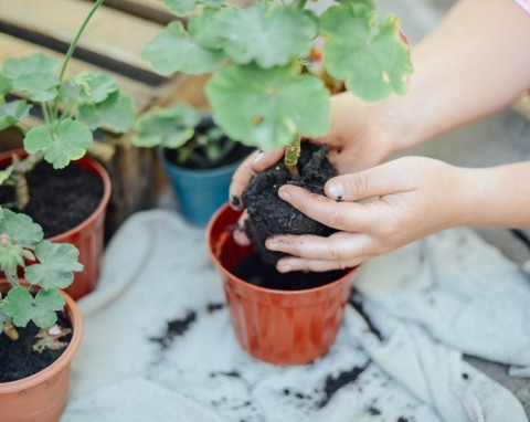 Jesienne rozmnażanie pelargonii. Jak ukorzenić i pielęgnować sadzonki pelargonii?