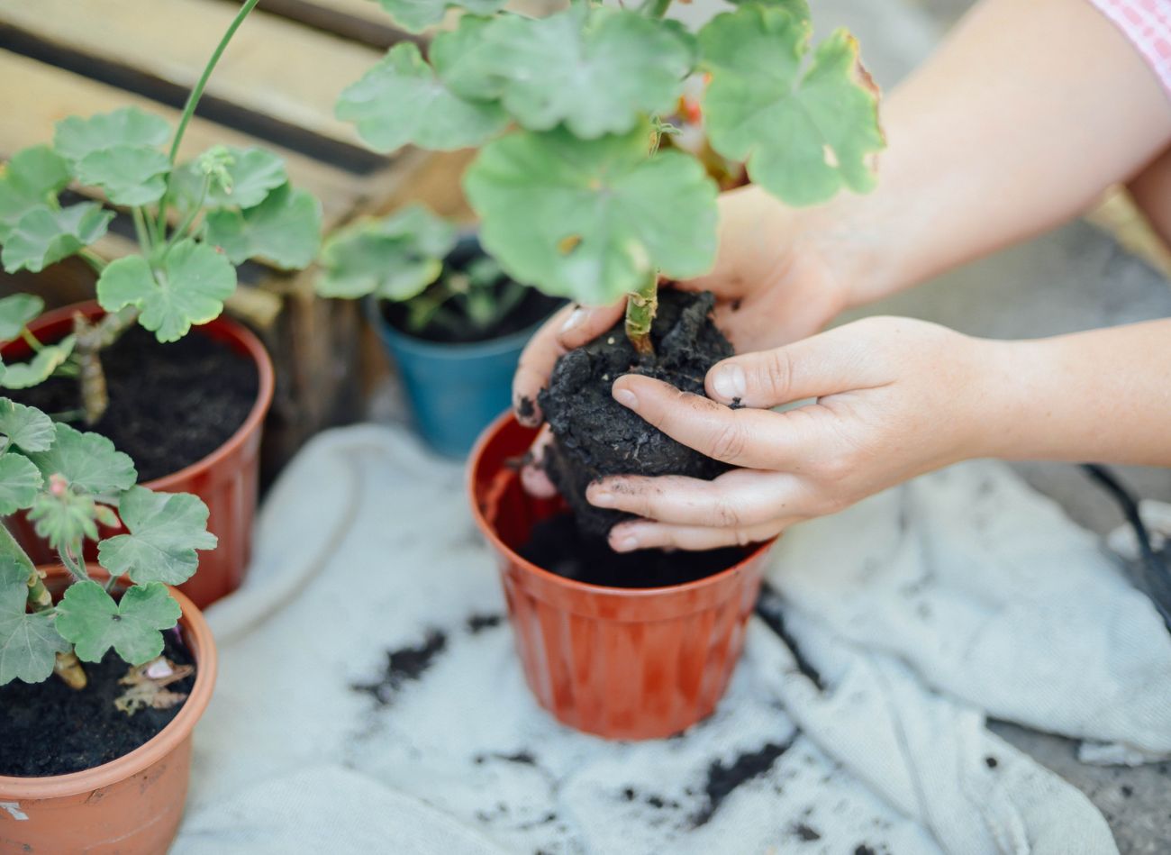  Rozmnażasz pelargonię jesienią? W takim podłożu przetrwają do wiosny