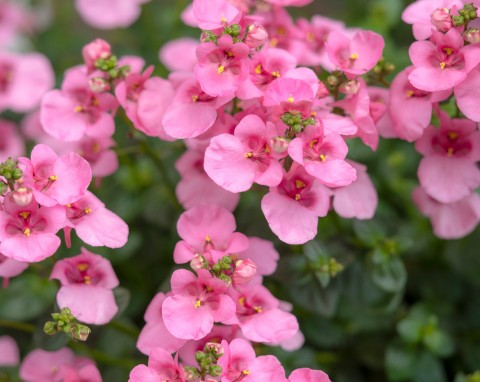 Diaskia (Diascia)