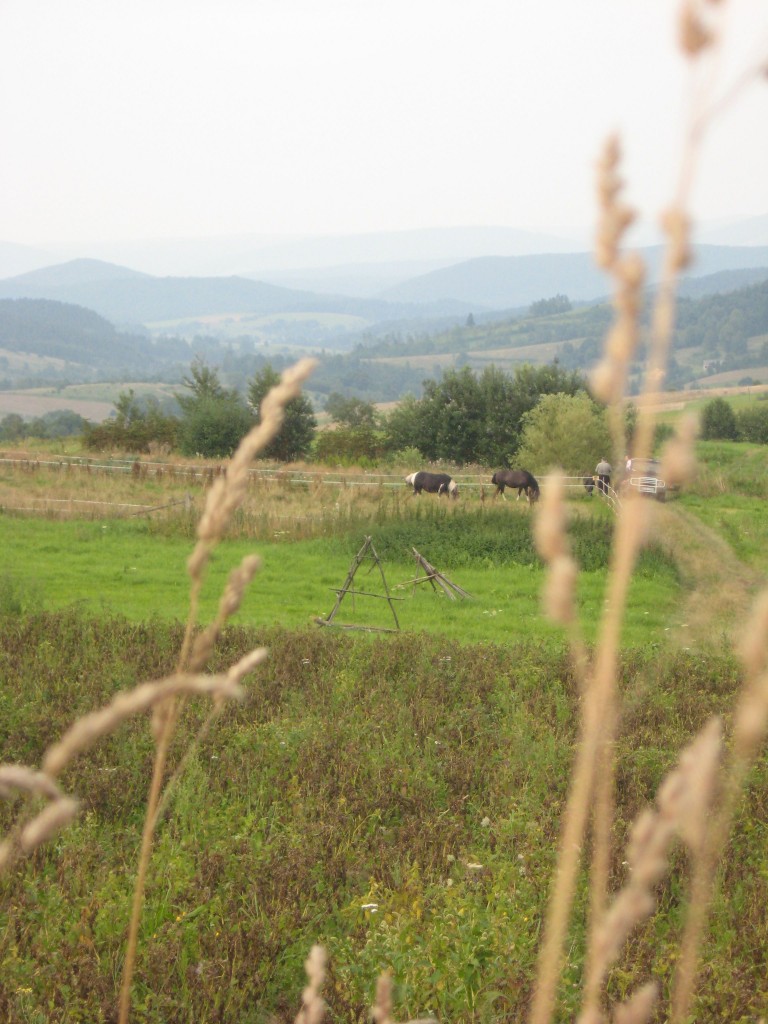 Pozostałe, Z cyklu cudze chwalicie... Bieszczady w moim obiektywie... - Rdzenni mieszkańcy, bardzo sympatyczni...:-)