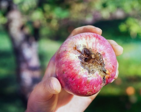 Parch jabłoni zaraz zaatakuje. Jak ochronić drzewka owocowe – naturalne sposoby na parcha jabłoni