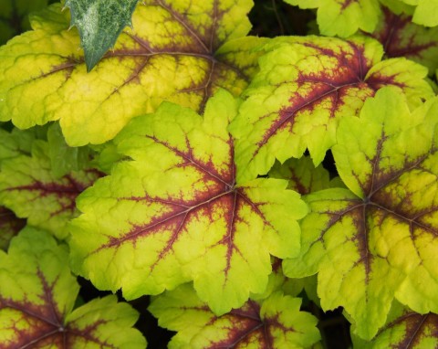 Żuraweczka (Heucherella)