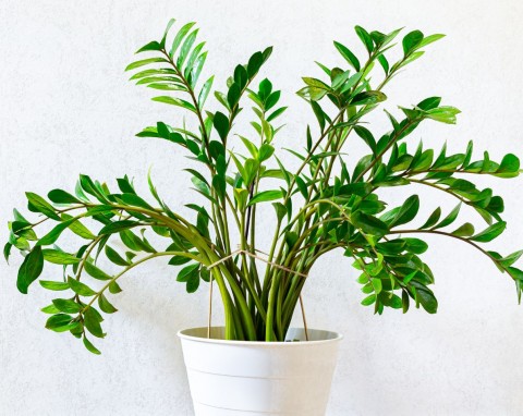 Prosta recepta na bujnego zamiokulkasa. Regularnie podlewaj naturalnym nawozem