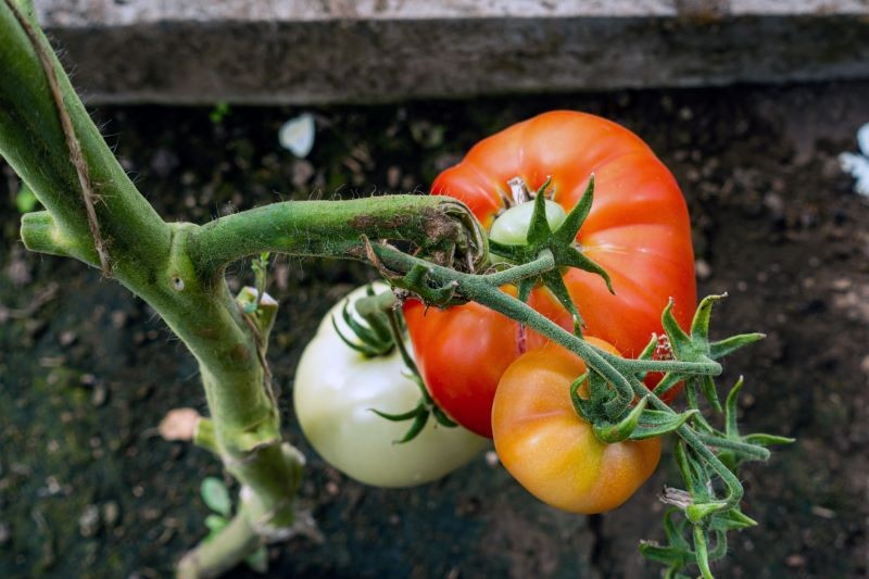 Na smak pomidorów wpływają m.in. warunki uprawy.