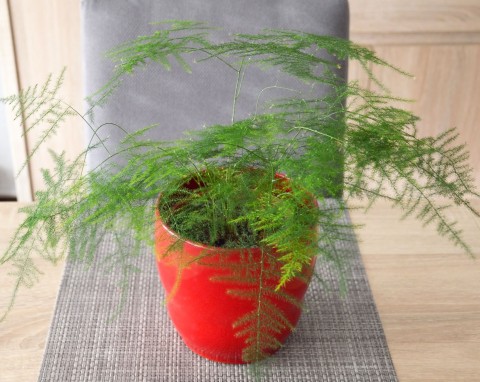 W PRL-u królowały w naszych domach. Są piękne, wytrzymałe i proste w uprawie