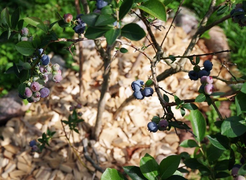 Ściółkowanie jest jednym ze sposobów na zabezpieczenie borówki amerykańskiej na zimę.