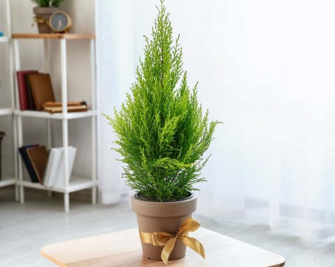 Na choinkę lepszy od jodły i świerku. Strzelisty, gesty, nie ma wielkich wymagań i nie gubi igieł