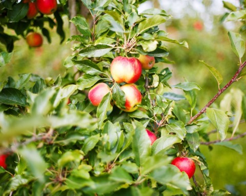 Naturalny oprysk na parch jabłoni. Dużo soczystych, twardych jabłek i zdrowe drzewo