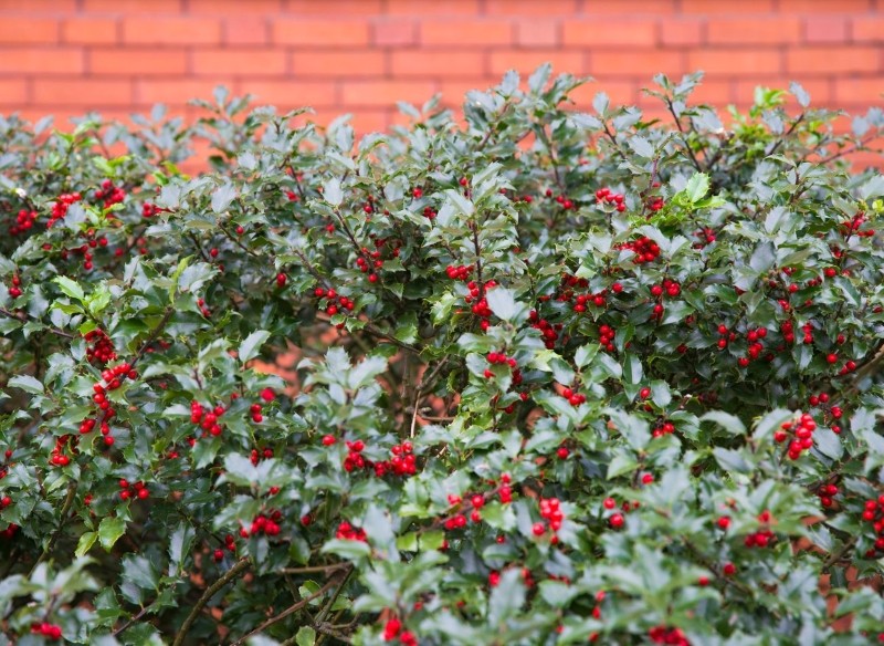 ostrokrzew kolczasty