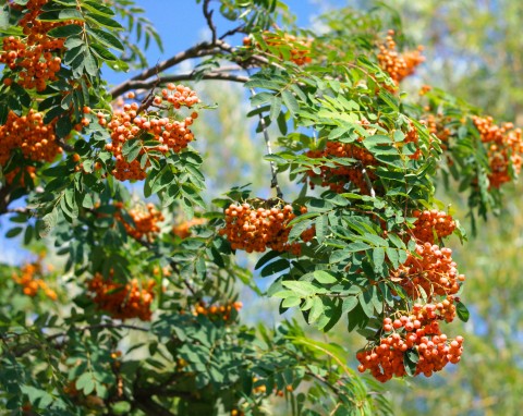 Jarząb pospolity (Sorbus aucuparia)