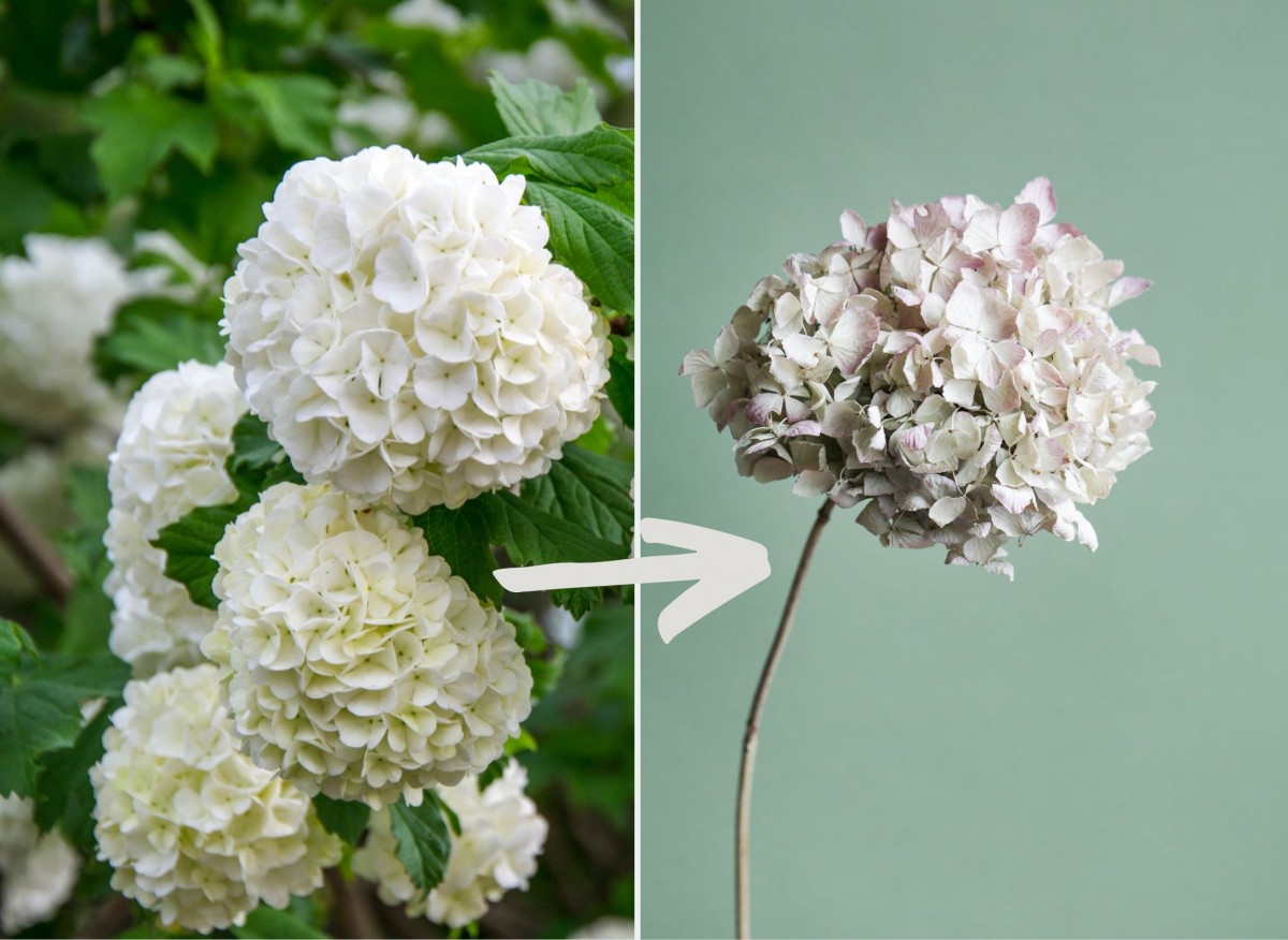 jak zasuszyć hortensje