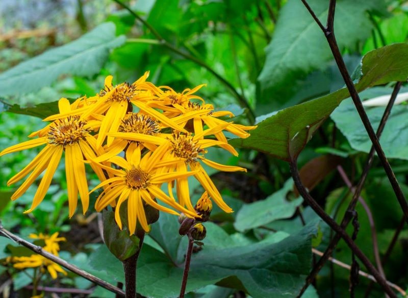 Języczka pomarańczowa ma atrakcyjne kwiaty i liście.
