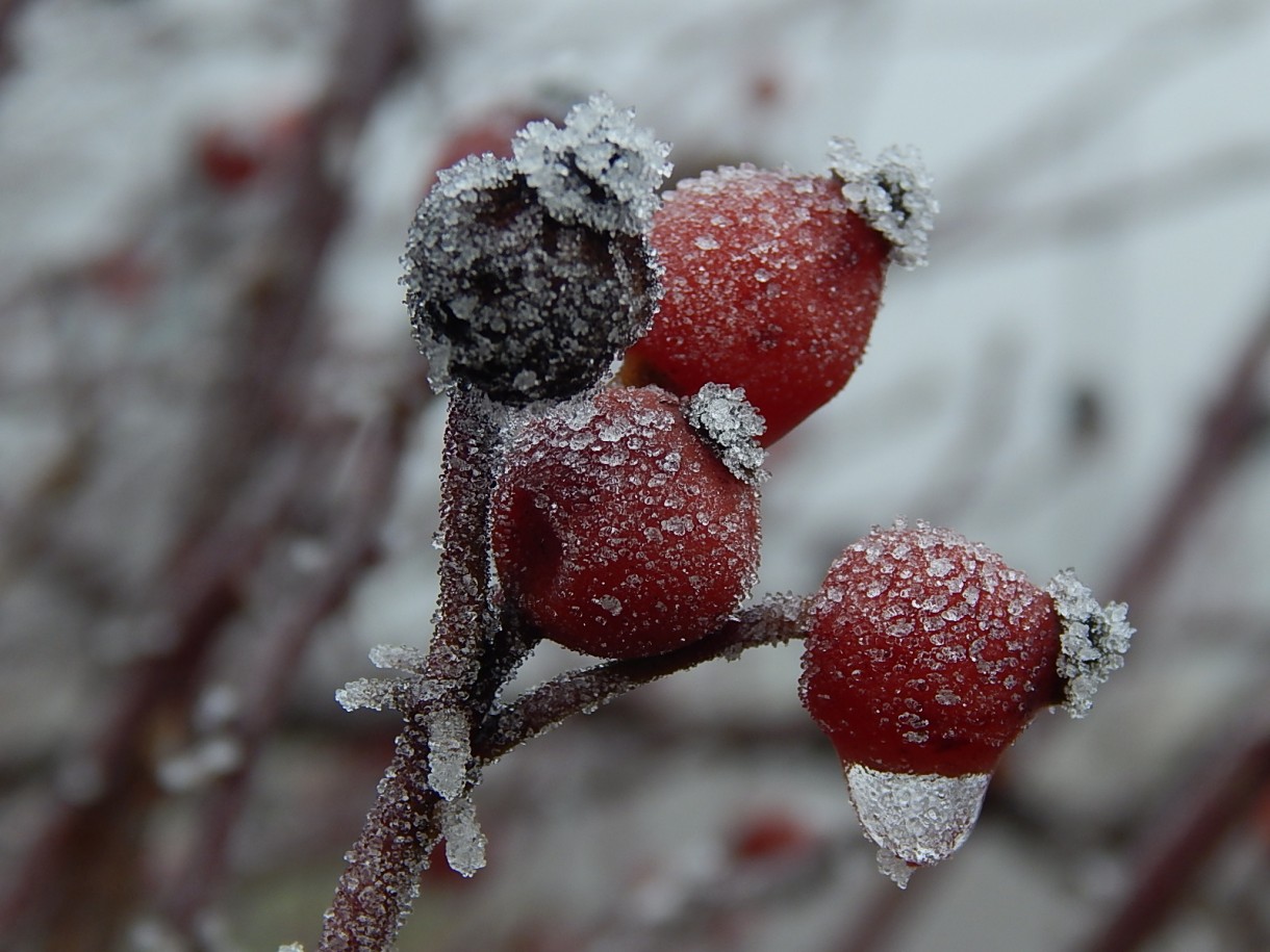 Leśne klimaty, WINTER ART ...