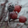 Leśne klimaty, WINTER ART ...