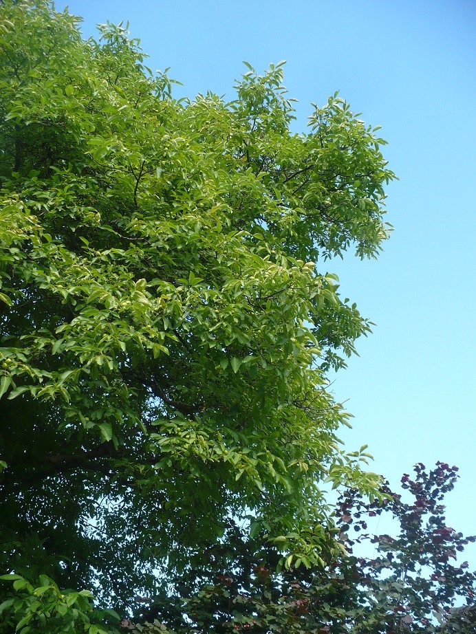 Pozostałe, Letnie klimaty................ - ...............jak niesamowite jest takie wielkie zielone drzewo................