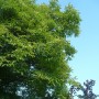 Pozostałe, Letnie klimaty................ - ...............jak niesamowite jest takie wielkie zielone drzewo................
