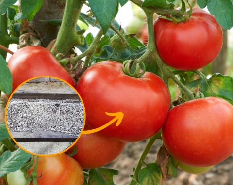 Prosty sposób na duże plony! Podsyp nim pomidory, ogórki i maliny