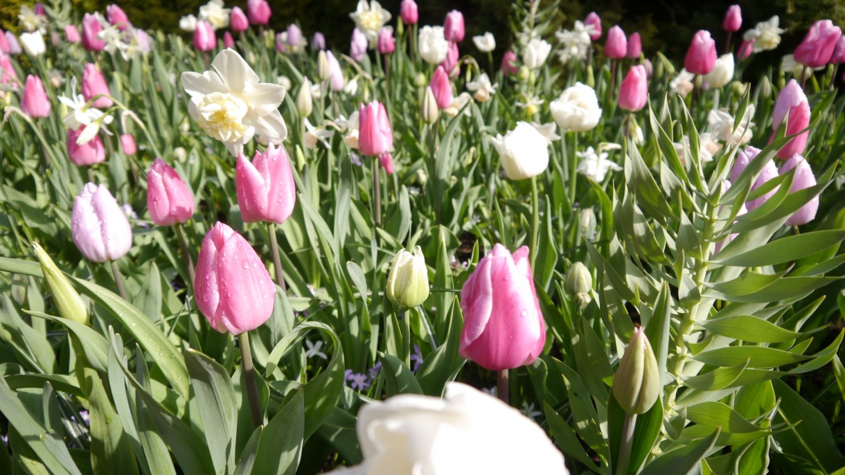 Pozostałe, Keukenhof