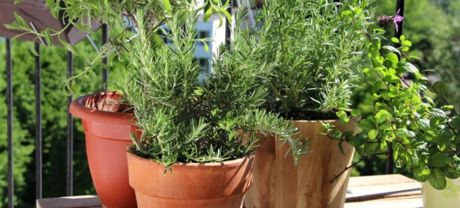 Apteka w ogrodzie: Pokonaj stres roślinami!