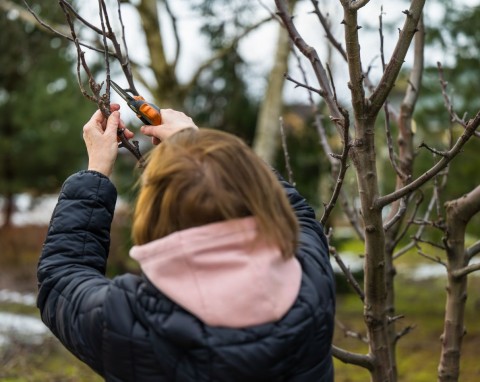 9 roślin, których nie wolno przycinać w listopadzie. Wiosną nie wypuszczą nowych pędów