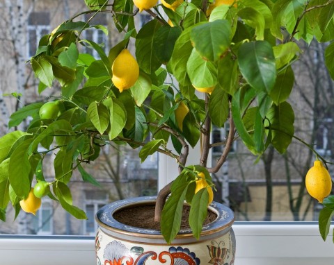 Co zrobić, żeby cytryna kwitła, gdy na zewnątrz jest zimno? Uprawa drzewka cytrynowego w domu