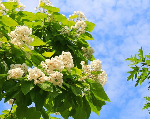 Surmia żółtokwiatowa (Catalpa ovata)