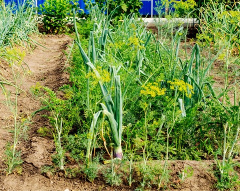 Prosty model płodozmianu 4-letniego. Idealny plan nasadzeń na niewielkiej działce