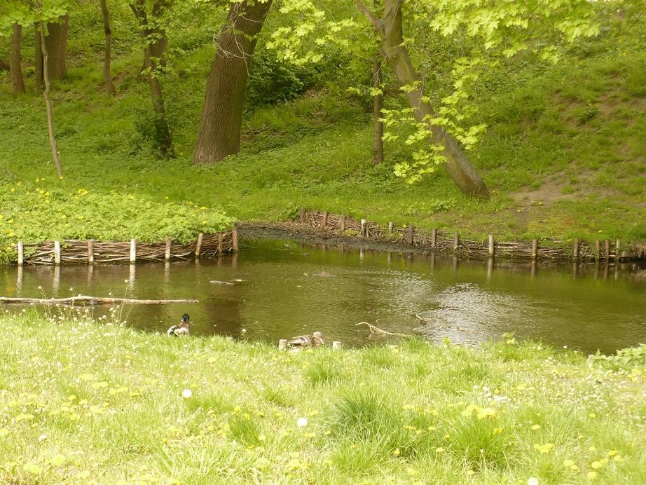 Pozostałe, Najważniejszy miesiąc maj............ - ...........i kaczki nad rzeczką...........