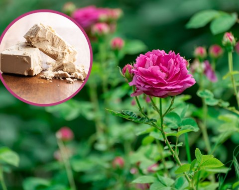 Pielęgnacja róż latem. Jak pobudzić je do kwitnienia?