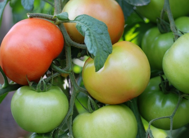 dlaczego pomidory nie dojrzewają