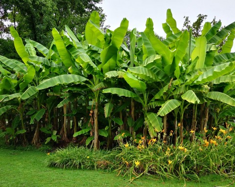 Coraz więcej ogrodników sadzi tę egzotyczną roślinę w warzywniku. Daje ochronę i inne korzyści