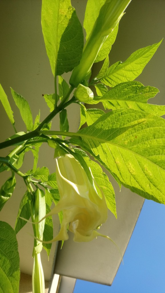 Balkon, Lato na balkonie.............moje datury........... - ............datura.................