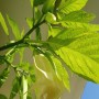 Balkon, Lato na balkonie.............moje datury........... - ............datura.................