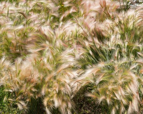 Jęczmień grzywiasty (Hordeum jubatum)