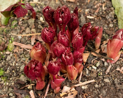 Prawidłowe sadzenie piwonii na jesień. Dobra gleba to połowa sukcesu