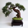 Dekoracje, Sztuczne drzewka bonsai (bonsai zokei) - Sztuczne drzewko bonsai - Bonsai Zokei
http://dragon.netgaleria.pl/sztuczne-bonsai,39.html