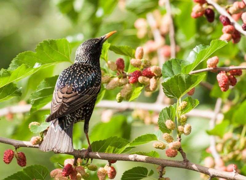 Posadzenie morwy w ogrodzie zniechęci szpaki do zjadania wiśni czy czereśni.