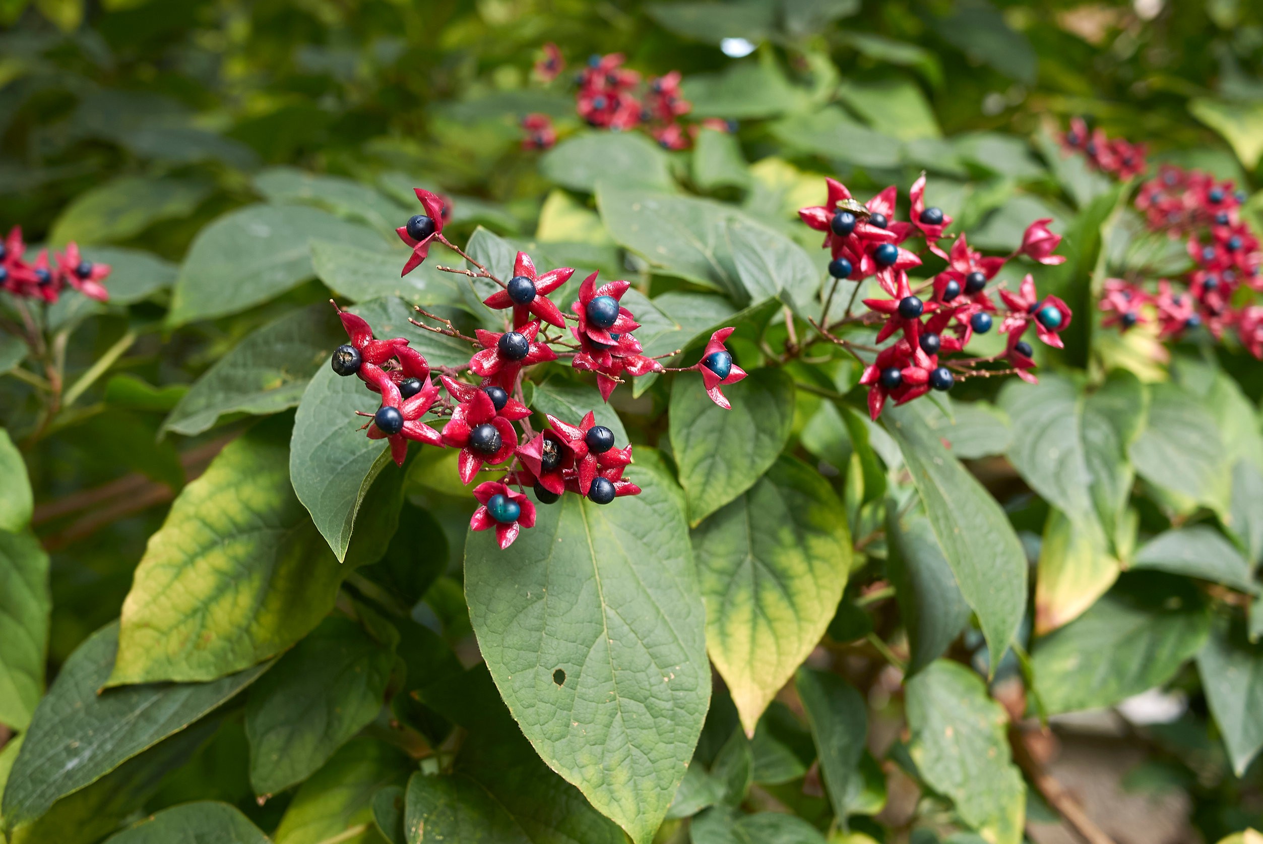 Clerodendrum trichotomum